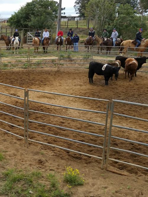 Prova de Ranch Sorting