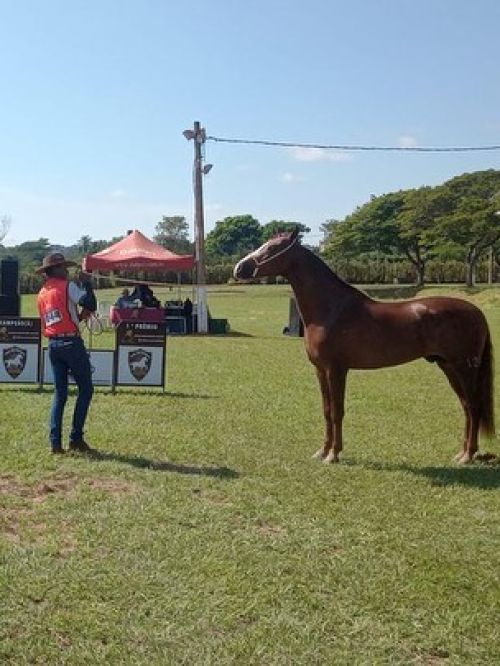 EXPOSIÇÃO ESPECIALIZADA EM MANGALARGA MARCHADOR DR MOCOCA.